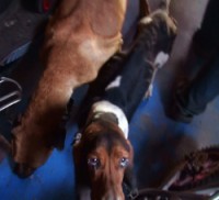 /album/petlink-up/farm-basset-2-250x228-jpg/